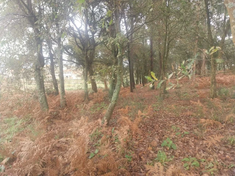Terreno para Venda em Ceivães e Badim Foto 4
