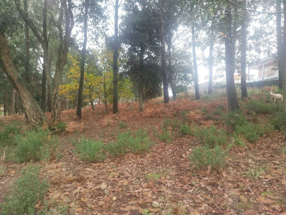 Terreno para Venda em Ceivães e Badim Foto 5
