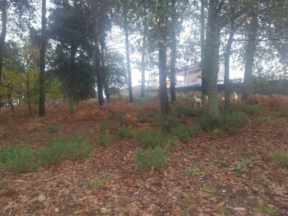 Terreno para Venda em Ceivães e Badim Foto 6