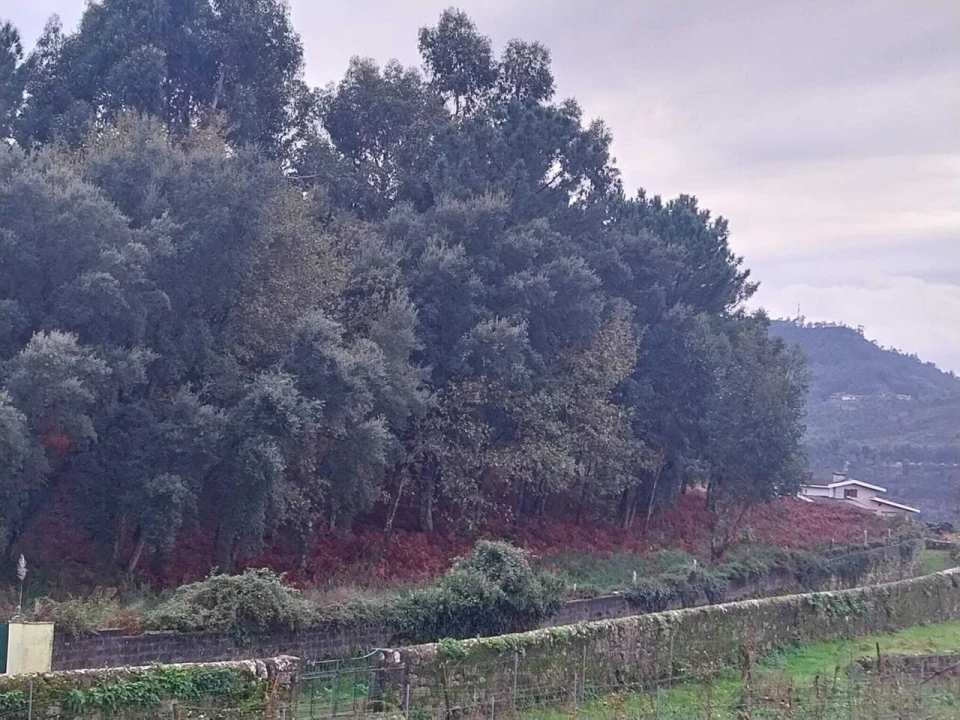 Terreno para Venda em Ceivães e Badim Foto 7