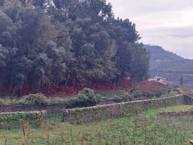 Terreno para Venda em Ceivães e Badim