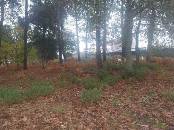 Terreno para Venda em Ceivães e Badim Foto 6