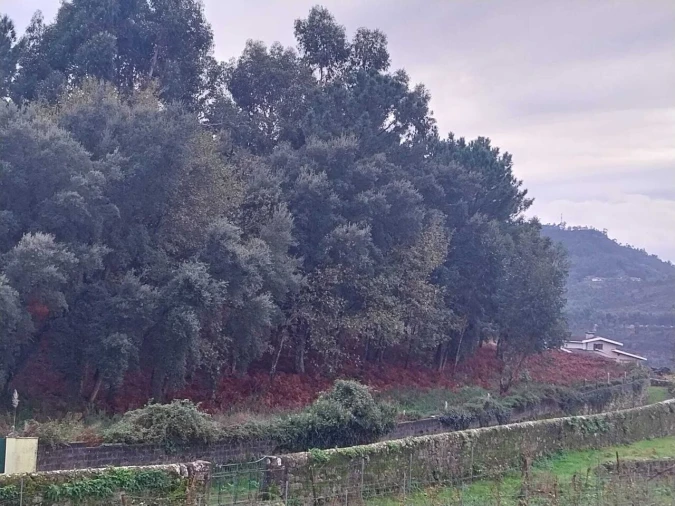 Terreno para Venda em Ceivães e Badim Foto 7