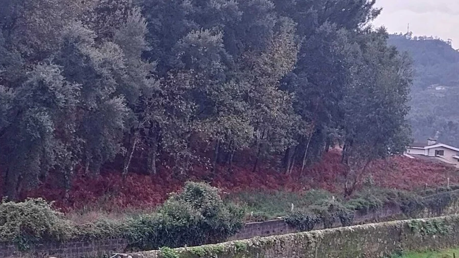 Terreno para Venda em Ceivães e Badim