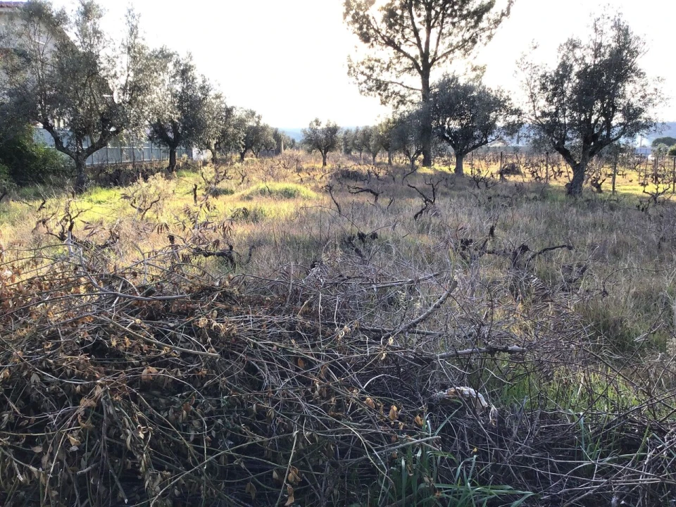 Terreno para Venda em São Miguel do Rio Torto e Rossio Ao Sul do Tejo Foto 2