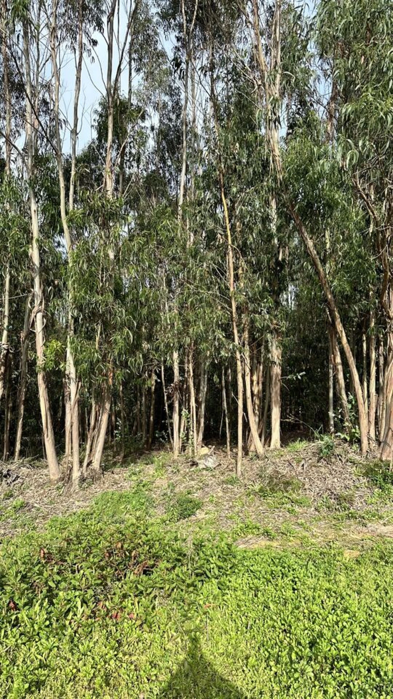 Terreno para Venda em Maxial e Monte Redondo Foto 15