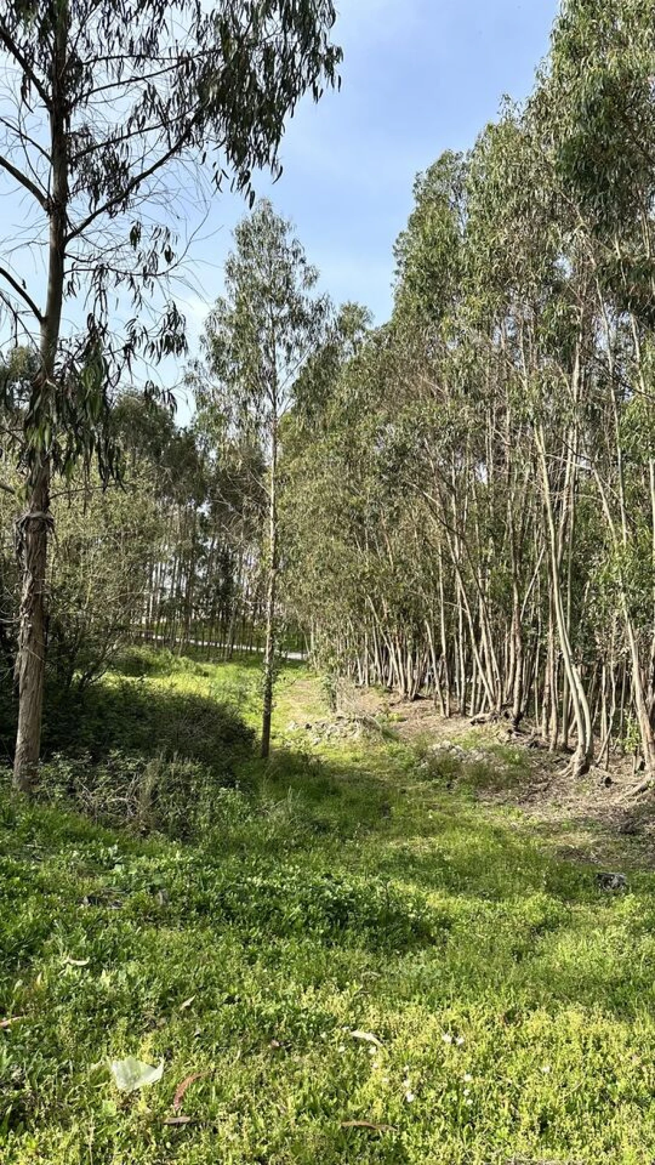 Terreno para Venda em Maxial e Monte Redondo Foto 16