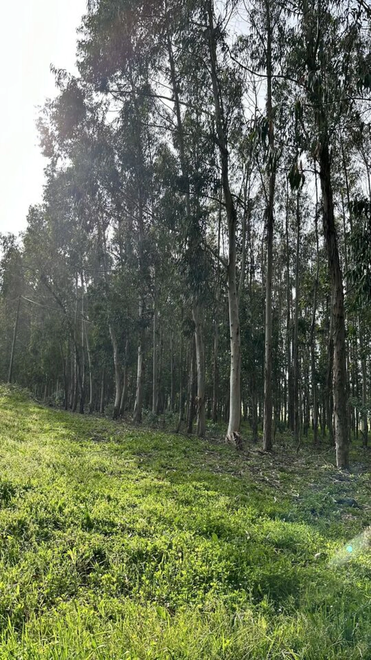 Terreno para Venda em Maxial e Monte Redondo Foto 17