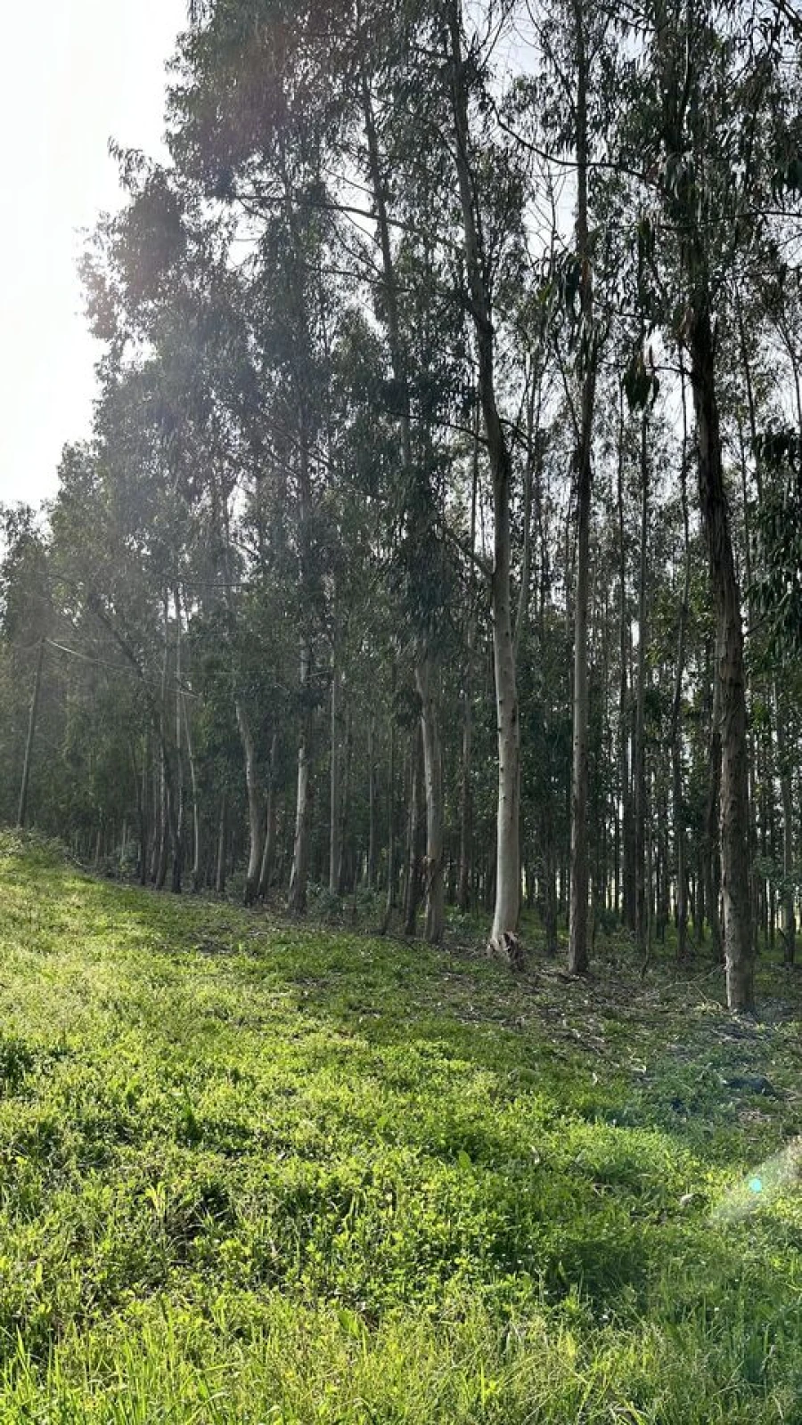 Terreno para Venda em Maxial e Monte Redondo Foto 17