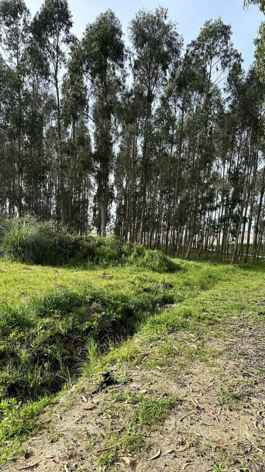 Terreno para Venda em Maxial e Monte Redondo Foto 18