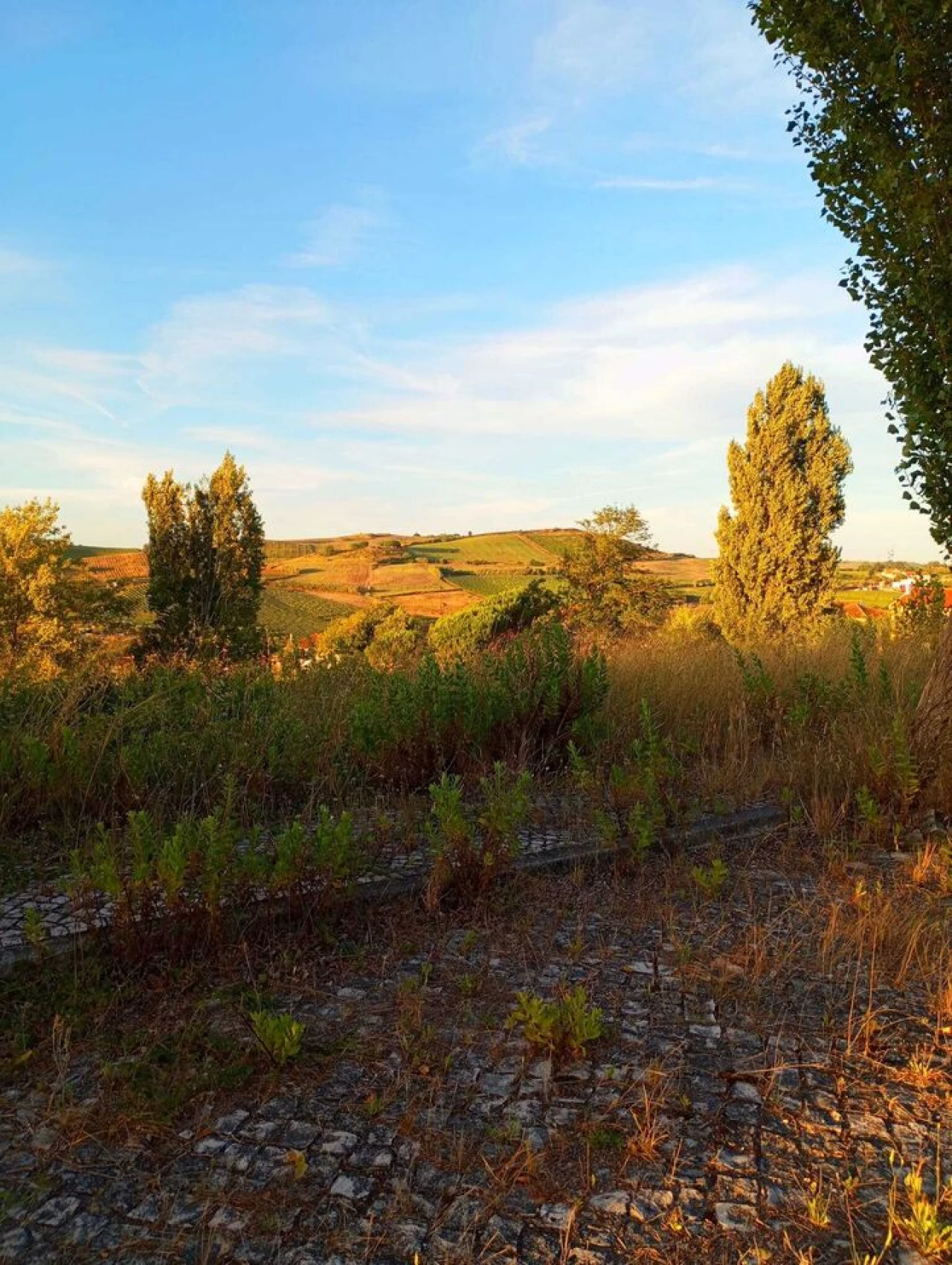 Terreno para Venda em Carvoeira e Carmões Foto 3