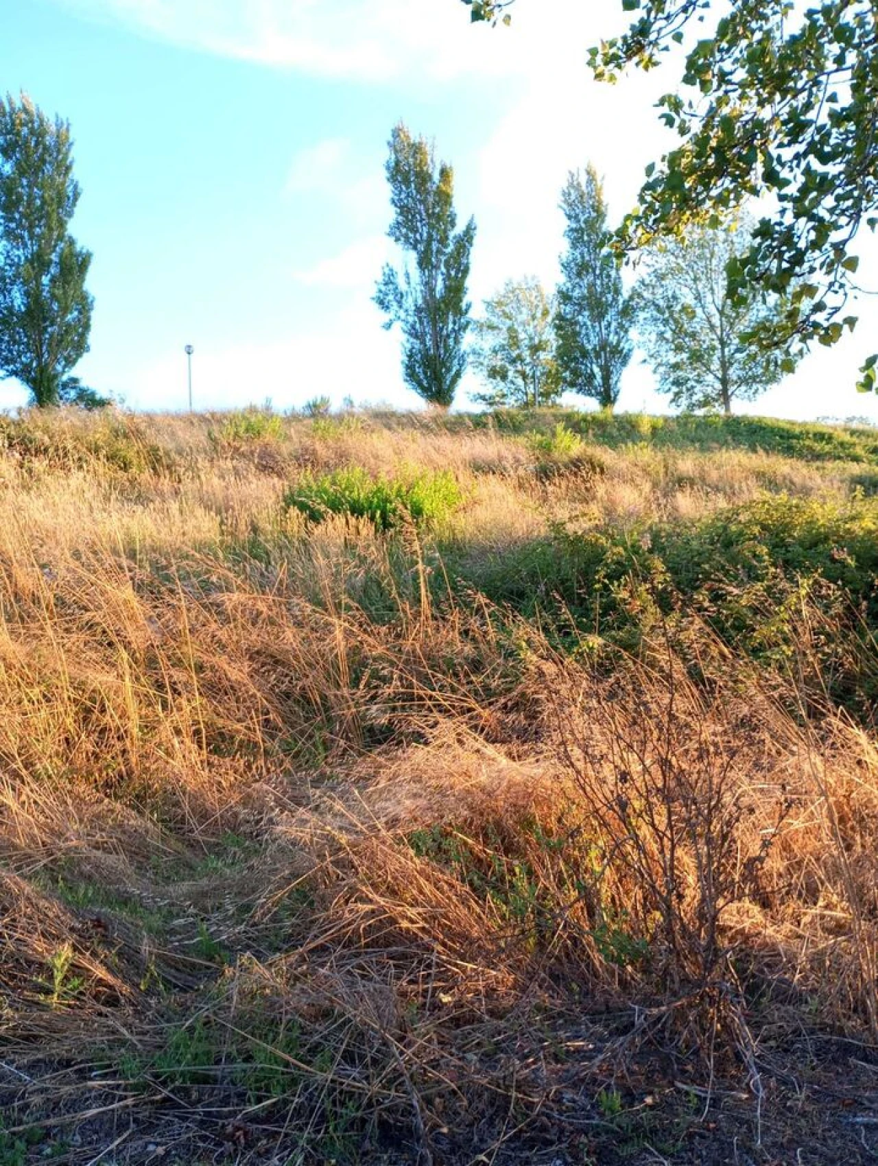 Terreno para Venda em Carvoeira e Carmões Foto 6