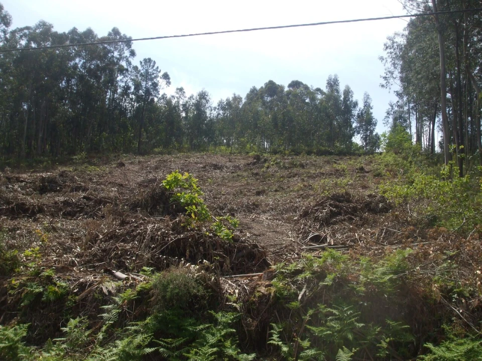 Terreno para Venda em Reboreda e Nogueira Foto 3