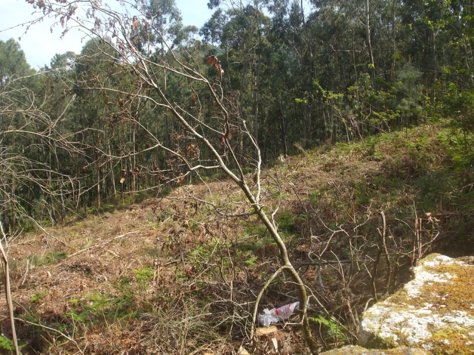 Terreno para Venda em Reboreda e Nogueira Foto 4