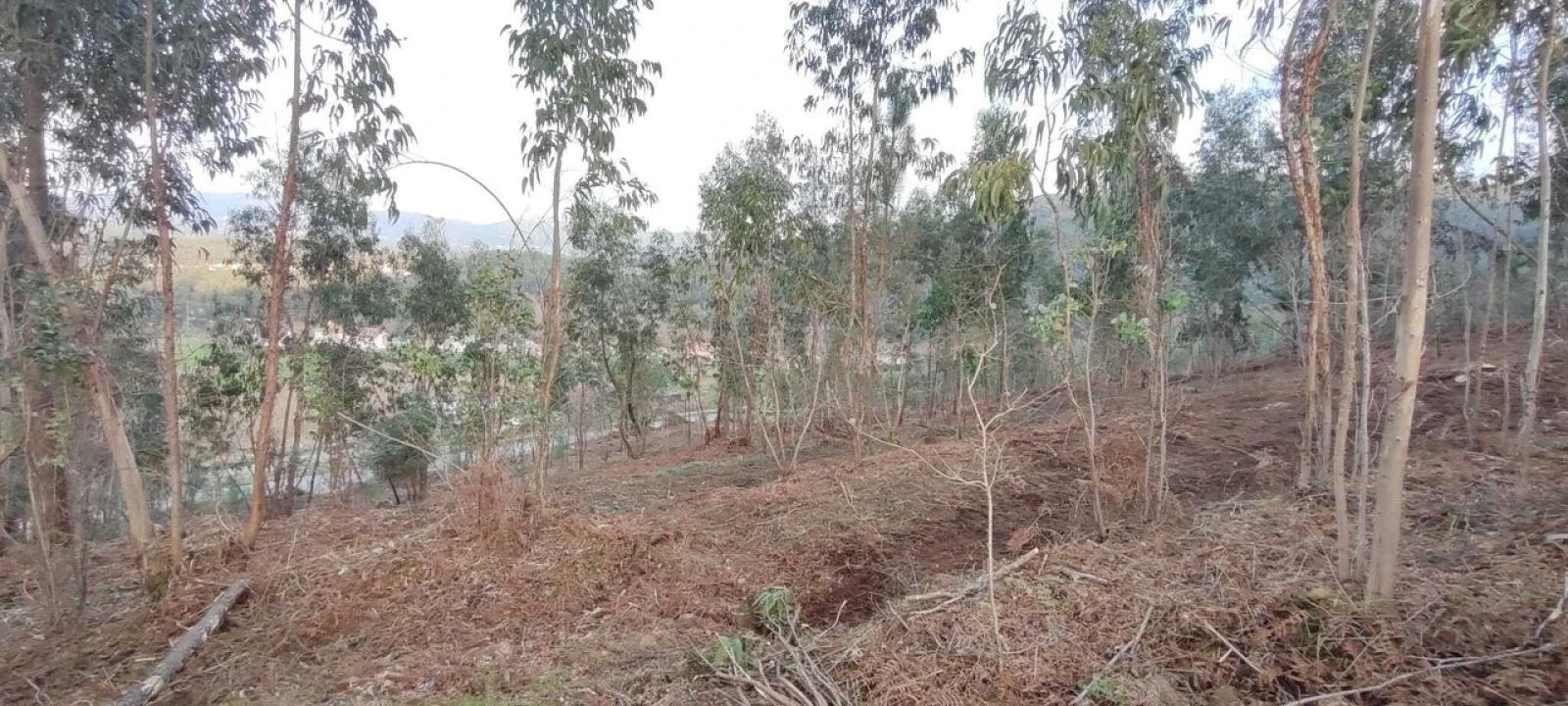 Terreno para Venda em Reboreda e Nogueira Foto 13