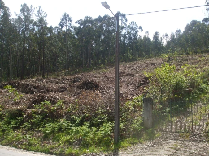 Terreno para Venda em Reboreda e Nogueira Foto 2