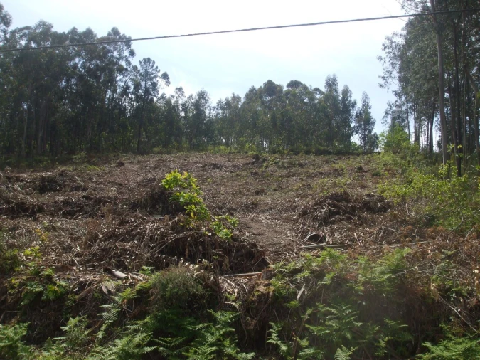 Terreno para Venda em Reboreda e Nogueira Foto 3