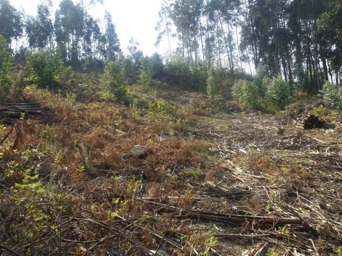 Terreno para Venda em Reboreda e Nogueira Foto 5