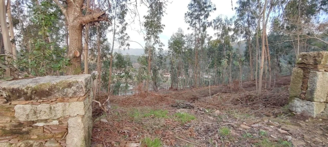 Terreno para Venda em Reboreda e Nogueira Foto 9