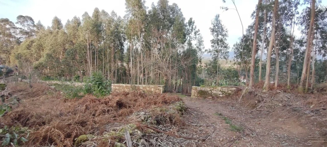 Terreno para Venda em Reboreda e Nogueira Foto 10