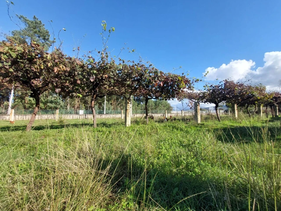 Terreno para Venda em Monção e Troviscoso Foto 3