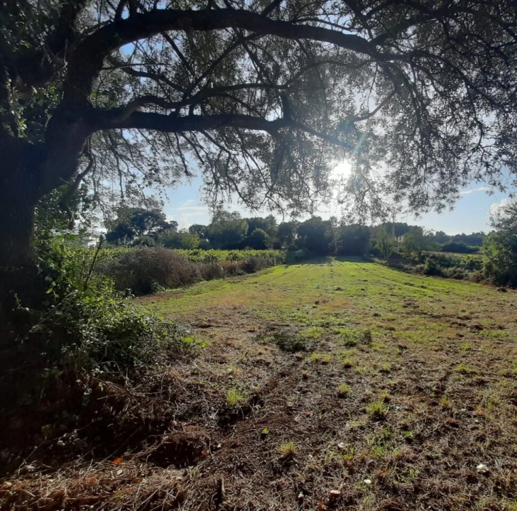 Terreno para Venda em Mazedo e Cortes Foto 2