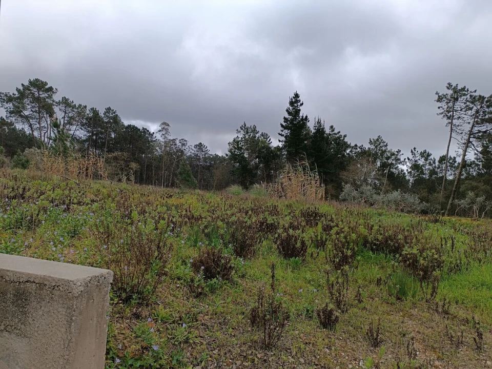 Terreno para Venda em Monte Redondo e Carreira Foto 3
