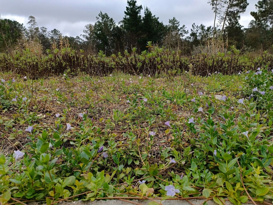 Terreno para Venda em Monte Redondo e Carreira Foto 4