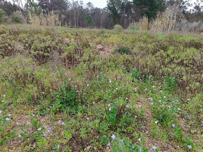 Terreno para Venda em Monte Redondo e Carreira Foto 2
