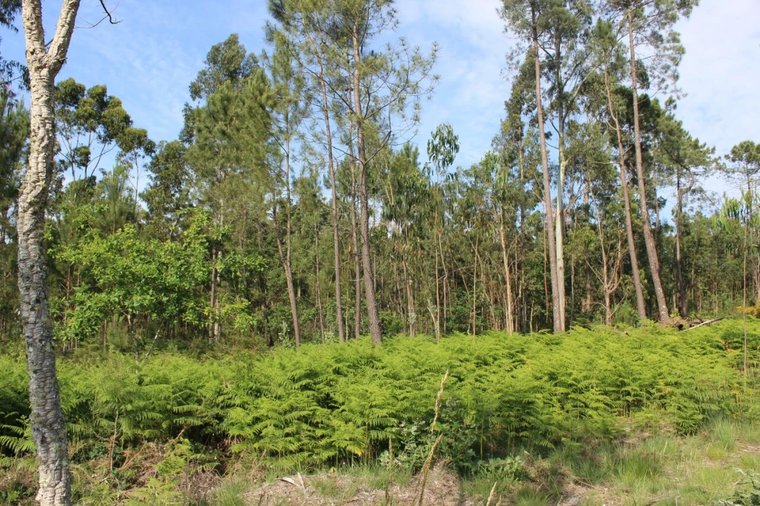 Terreno para Venda em Mazedo e Cortes Foto 4