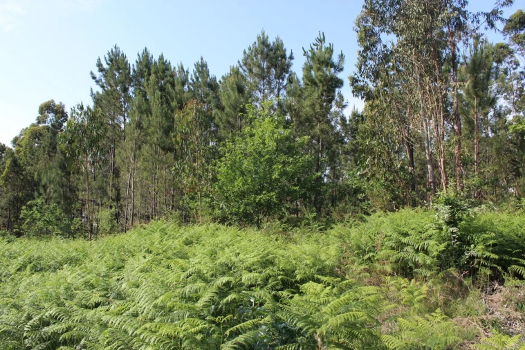 Terreno para Venda em Mazedo e Cortes Foto 3