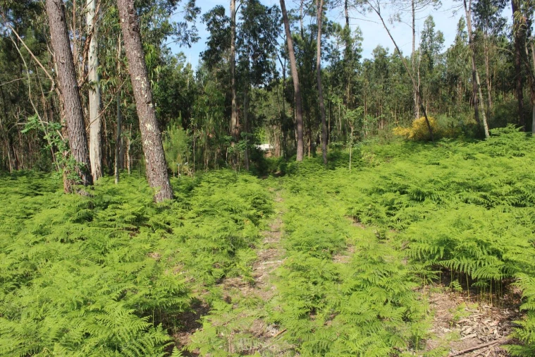 Terreno para Venda em Mazedo e Cortes Foto 5