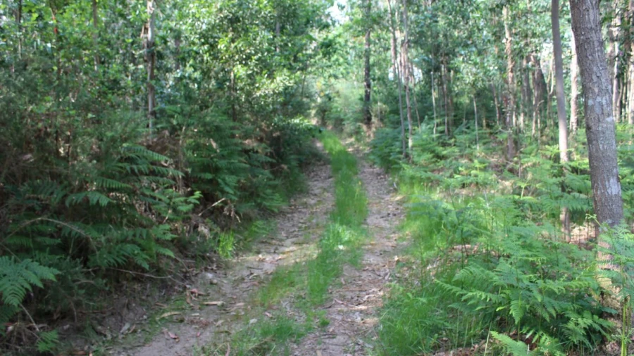 Terreno para Venda em Mazedo e Cortes