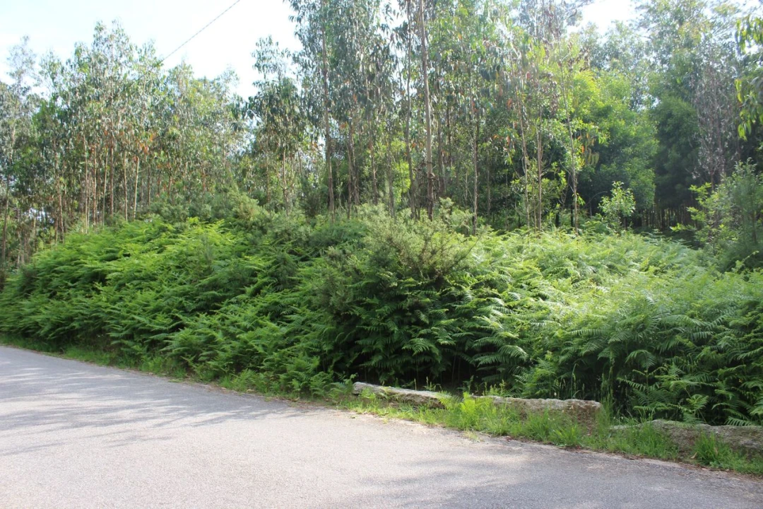 Terreno para Venda em Mazedo e Cortes Foto 1
