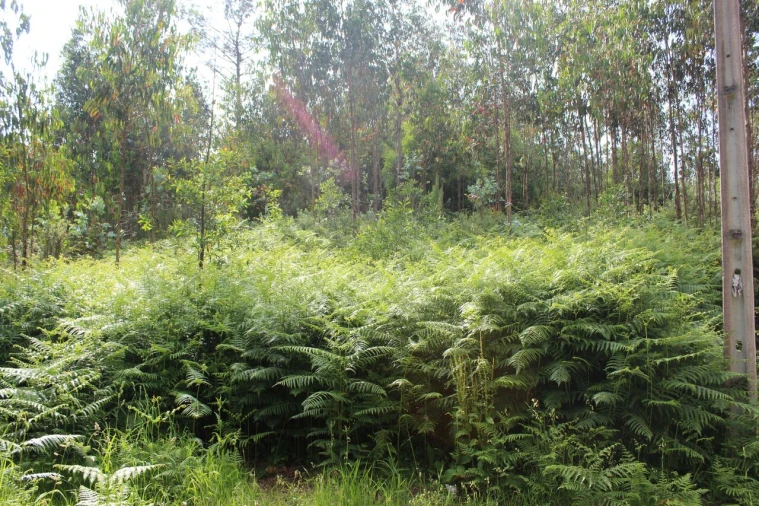 Terreno para Venda em Mazedo e Cortes Foto 2