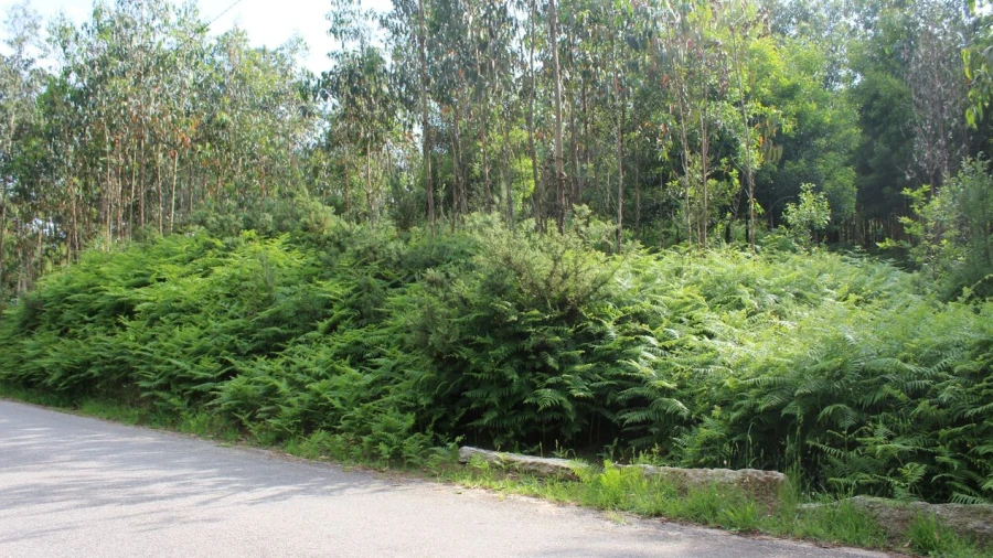 Terreno para Venda em Mazedo e Cortes