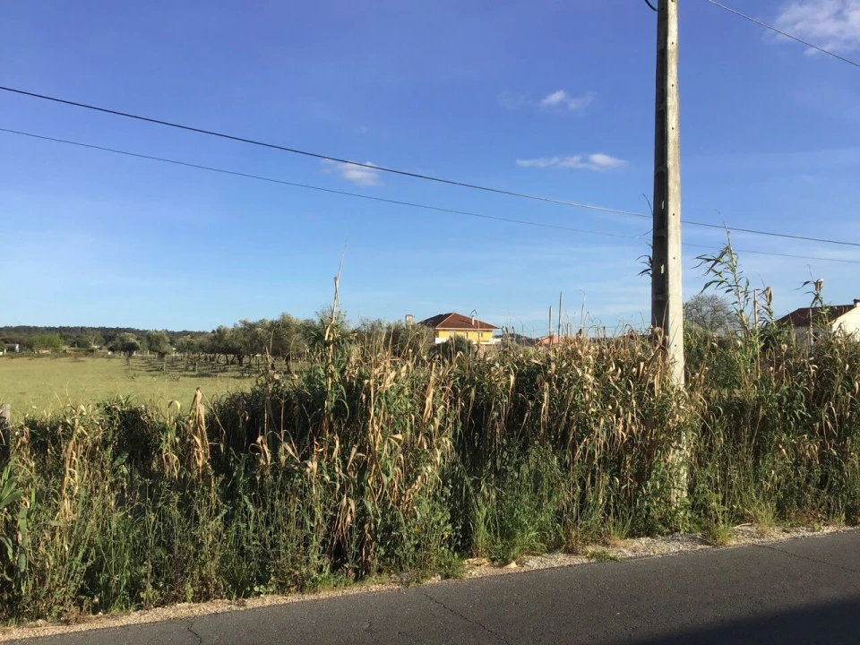 Terreno para Venda em São Miguel do Rio Torto e Rossio Ao Sul do Tejo Foto 6