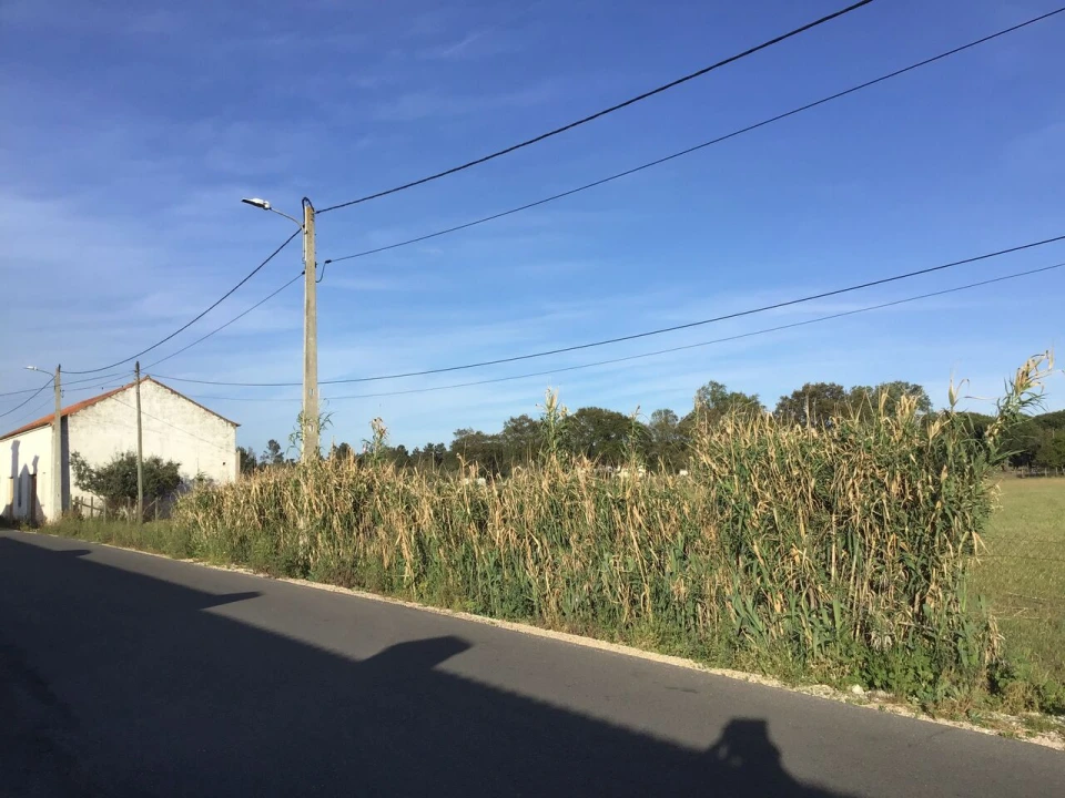 Terreno para Venda em São Miguel do Rio Torto e Rossio Ao Sul do Tejo Foto 7