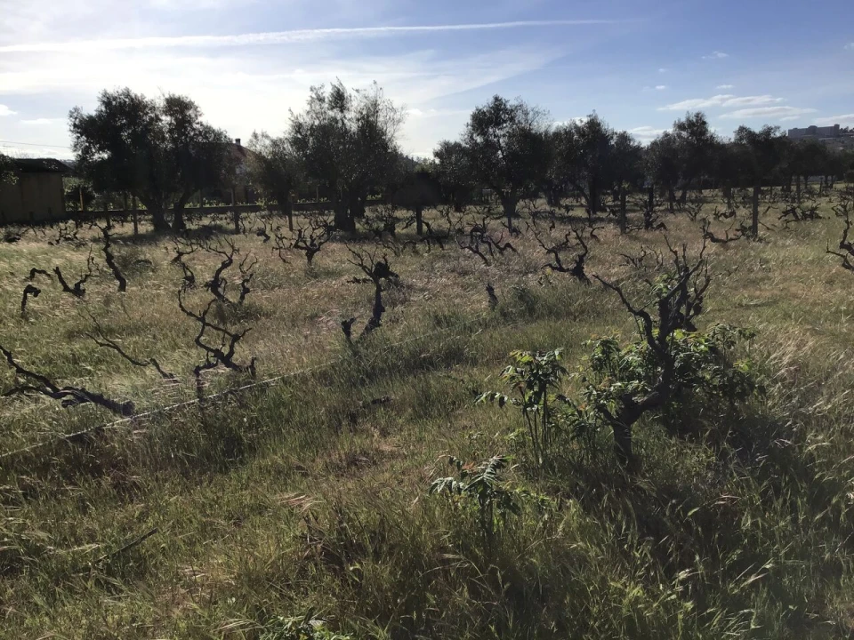 Terreno para Venda em São Miguel do Rio Torto e Rossio Ao Sul do Tejo Foto 9