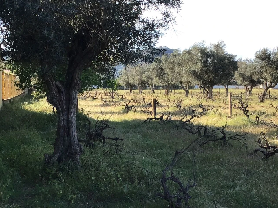 Terreno para Venda em São Miguel do Rio Torto e Rossio Ao Sul do Tejo Foto 11
