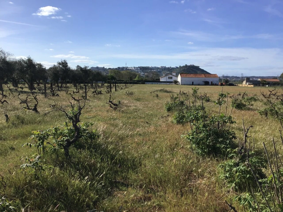 Terreno para Venda em São Miguel do Rio Torto e Rossio Ao Sul do Tejo Foto 12