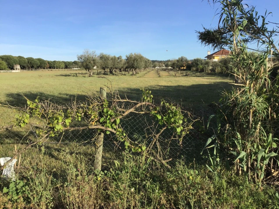 Terreno para Venda em São Miguel do Rio Torto e Rossio Ao Sul do Tejo Foto 14
