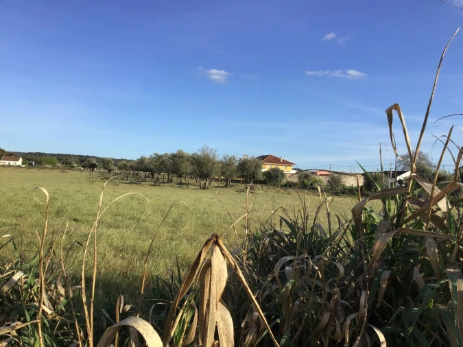 Terreno para Venda em São Miguel do Rio Torto e Rossio Ao Sul do Tejo Foto 5