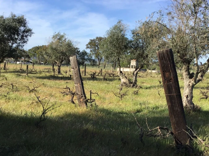 Terreno para Venda em São Miguel do Rio Torto e Rossio Ao Sul do Tejo Foto 10