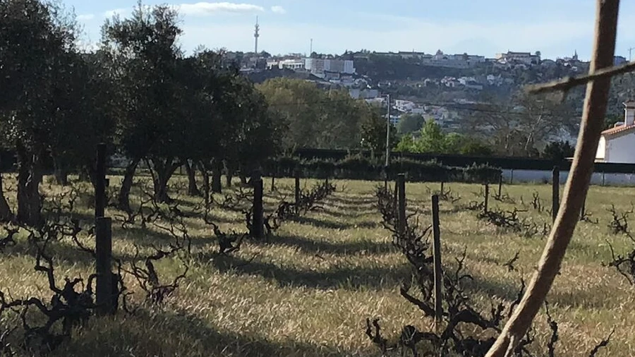 Terreno para Venda em São Miguel do Rio Torto e Rossio Ao Sul do Tejo