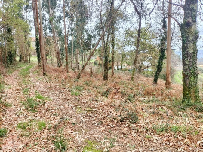 Terreno para Venda em Reboreda e Nogueira Foto 3