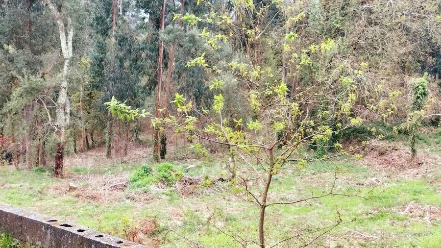 Terreno para Venda em Reboreda e Nogueira