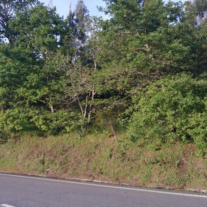 Terreno para Venda em Bico e Cristelo Foto 4
