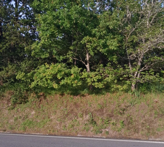 Terreno para Venda em Bico e Cristelo Foto 2