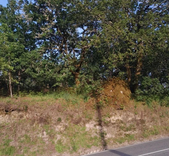 Terreno para Venda em Bico e Cristelo Foto 1